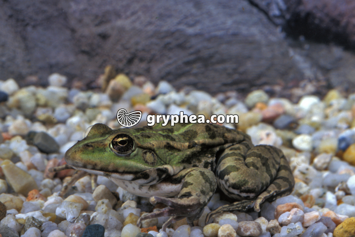 Grenouille verte sous l'eau - gryphea.com